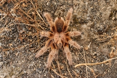 Grammostola rosea