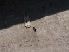 Camponotus japonicus