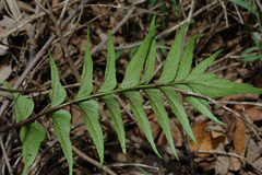 Asplenium falcatum