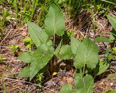 Saussurea controversa