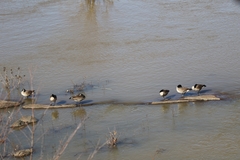 Branta canadensis