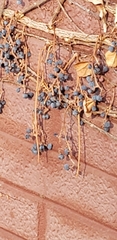 Parthenocissus quinquefolia