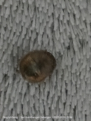 Brachyplatys subaeneus