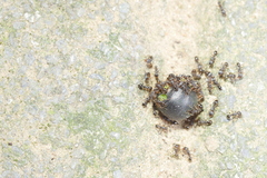 Tetramorium tsushimae