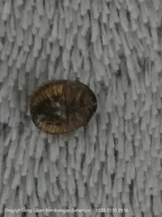 Brachyplatys subaeneus