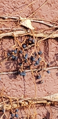 Parthenocissus quinquefolia