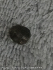 Brachyplatys subaeneus