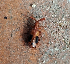 Ceratoderus