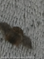 Brachyplatys subaeneus