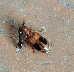Ceratoderus