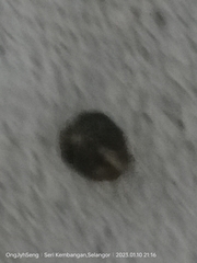 Brachyplatys subaeneus