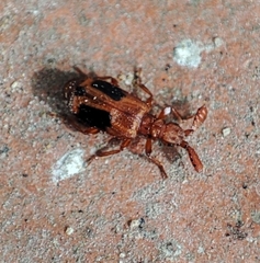 Ceratoderus