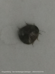 Brachyplatys subaeneus