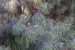 Setophaga townsendi