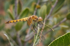 Erythrodiplax corallina