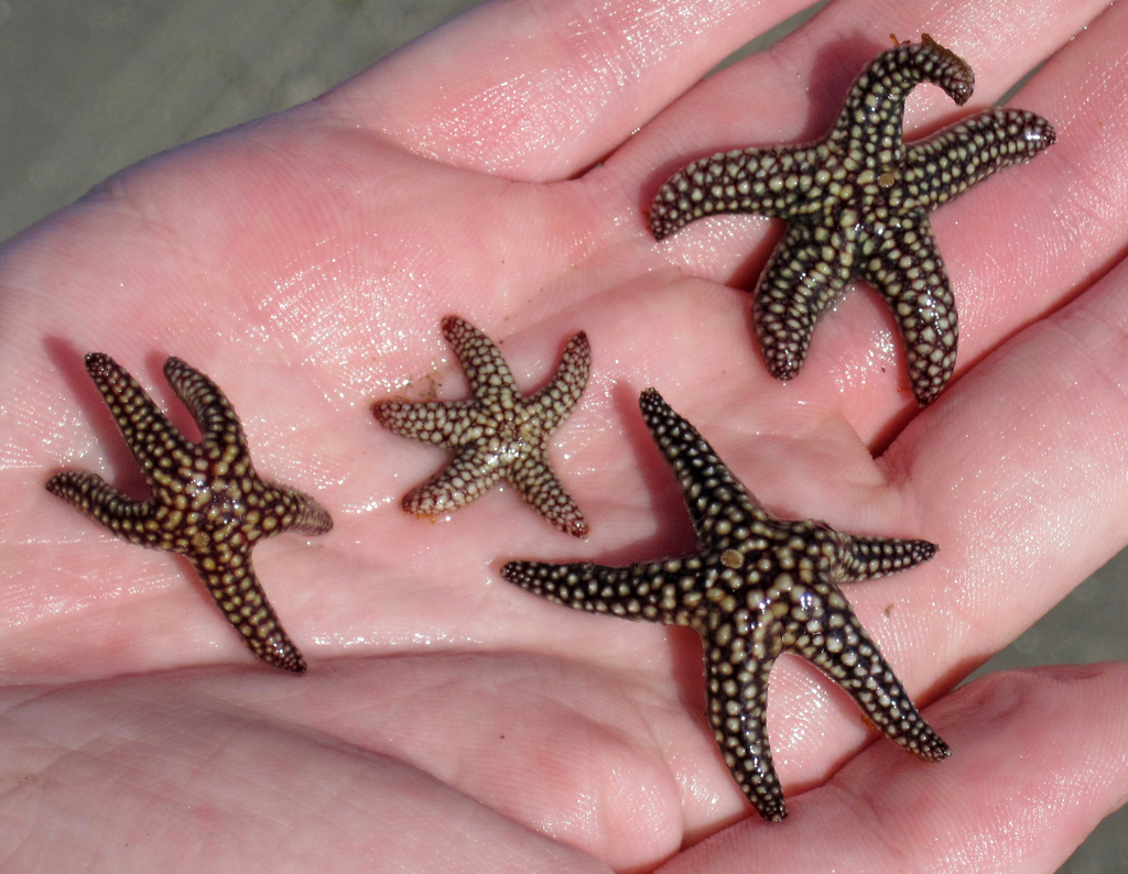 spiny sea star