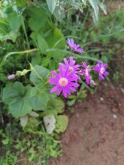 Pericallis tussilaginis