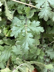 Phacelia congesta