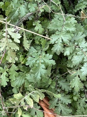 Phacelia congesta
