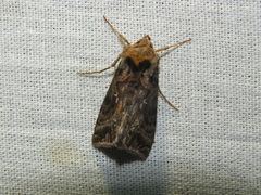 Autographa pulchrina