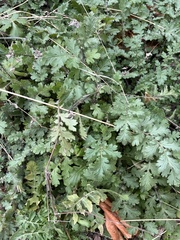 Phacelia congesta