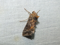 Autographa pulchrina