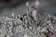 Cladonia parasitica
