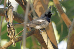 Trochocercus cyanomelas