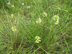 Allium stellerianum