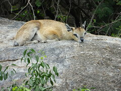 Oreotragus oreotragus