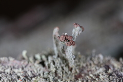 Cladonia parasitica