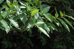Ficus cumingii terminalifolia
