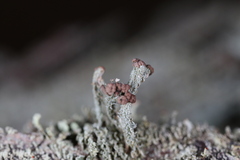 Cladonia parasitica