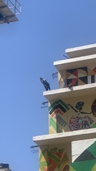 Leptoptilos crumenifer