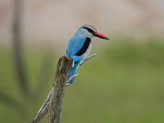 Halcyon senegalensis