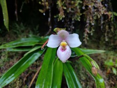 Phragmipedium schlimii