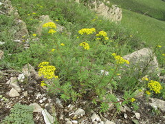 Patrinia rupestris