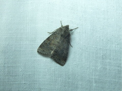 Parastichtis suspecta