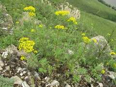 Patrinia rupestris