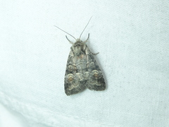 Brachylomia viminalis