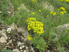 Patrinia rupestris