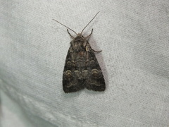 Brachylomia viminalis