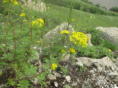 Patrinia rupestris