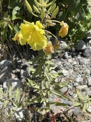 Oenothera stricta