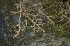Selaginella lutchuensis