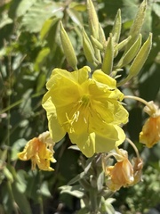 Oenothera stricta