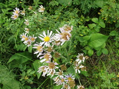 Aster tataricus