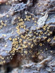 Arachnopeziza trabinelloides