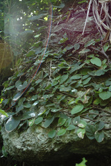 Ficus trichocarpa obtusa