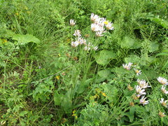 Aster tataricus